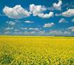 Wheat fields